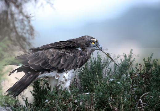BIANCONE, Short-toed Eagle, Circaète Jean-le-Blanc, Circaetus gallicus
