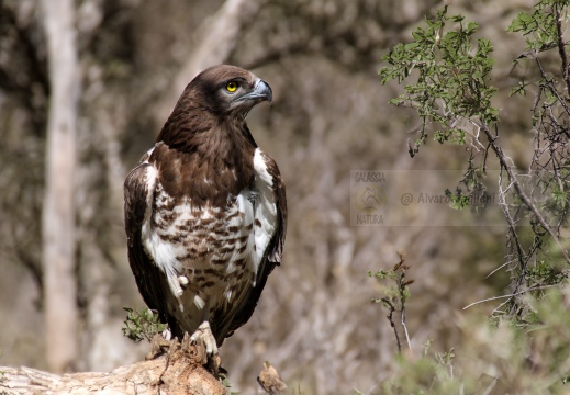 BIANCONE, Short-toed Eagle, Circaète Jean-le-Blanc, Circaetus gallicus