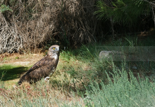 BIANCONE, Short-toed Eagle, Circaète Jean-le-Blanc, Circaetus gallicus