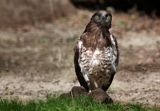 BIANCONE, Short-toed Eagle, Circaète Jean-le-Blanc, Circaetus gallicus 