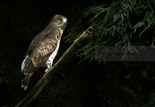 BIANCONE, Short-toed Eagle, Circaète Jean-le-Blanc, Circaetus gallicus 