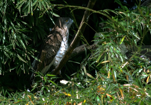 BIANCONE, Short-toed Eagle, Circaète Jean-le-Blanc, Circaetus gallicus 