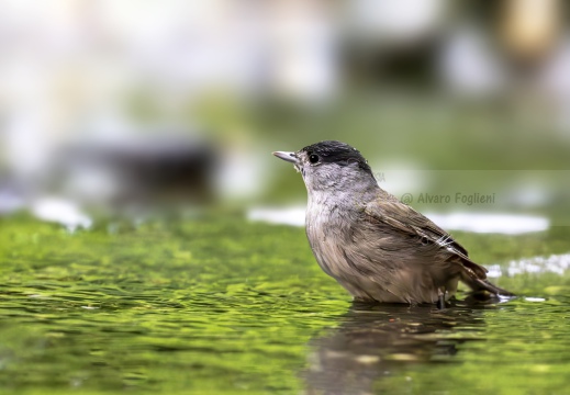 CAPINERA, Blackcap, Fauvette à tête noire  Sylvia atricapilla 