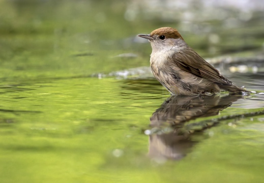 CAPINERA, Blackcap, Fauvette à tête noire  Sylvia atricapilla 