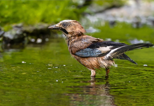 GHIANDAIA, Jay, Geai des chênes, Garrulus glandarius