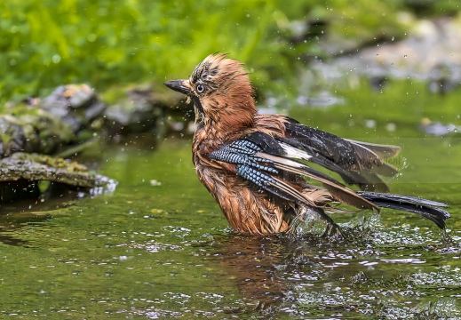 GHIANDAIA, Jay, Geai des chênes, Garrulus glandarius