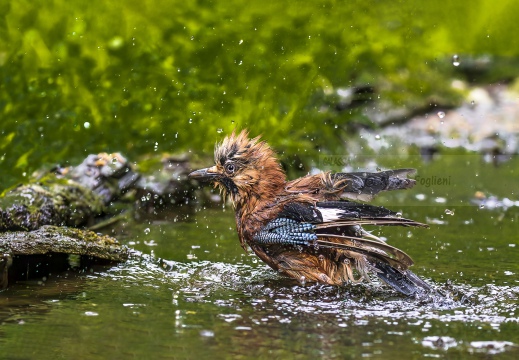 GHIANDAIA, Jay, Geai des chênes, Garrulus glandarius