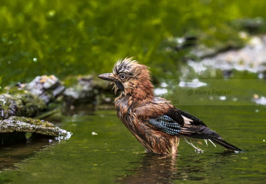 GHIANDAIA, Jay, Geai des chênes, Garrulus glandarius