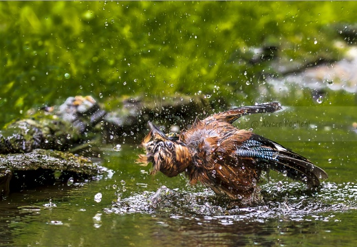 GHIANDAIA, Jay, Geai des chênes, Garrulus glandarius