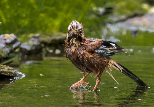 GHIANDAIA, Jay, Geai des chênes, Garrulus glandarius