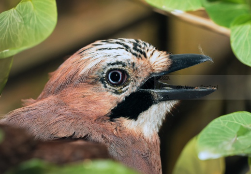 GHIANDAIA, Jay, Geai des chênes, Garrulus glandarius