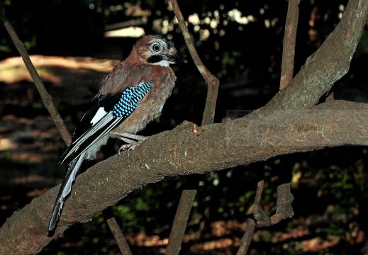 GHIANDAIA, Jay, Geai des chênes, Garrulus glandarius