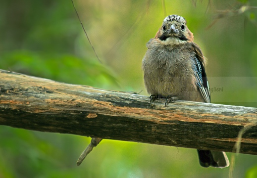 GHIANDAIA, Jay, Geai des chênes, Garrulus glandarius