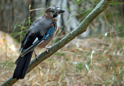 GHIANDAIA, Jay, Geai des chênes, Garrulus glandarius