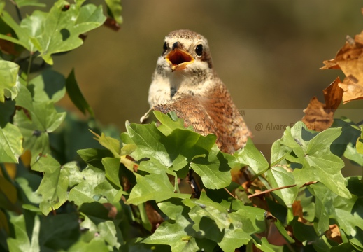 AVERLA PICCOLA, Red-backed Shrike, Pie-grièche écorcheur; Lanius collurio