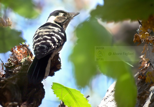 Lesser Spotted Woodpecker, Pic épeichette; Dendrocopos minor 