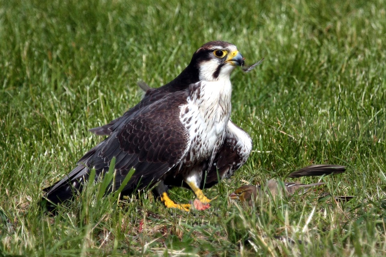 Falco lanario con Fringuello ucciso  IMG_17804 copia.jpg