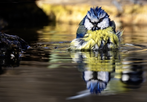 CINCIARELLA, Blue Tit, Mésange bleue; Parus caeruleus