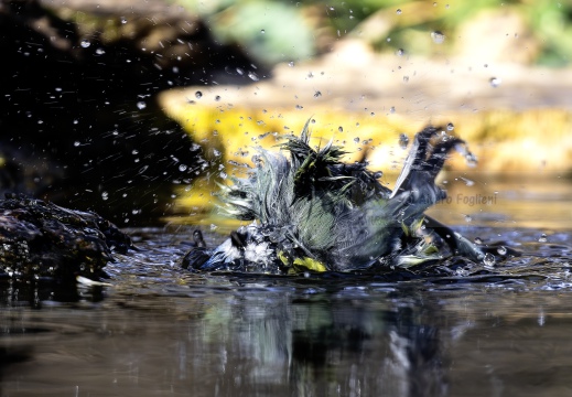 CINCIARELLA, Blue Tit, Mésange bleue; Parus caeruleus