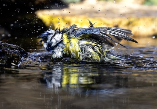 CINCIARELLA, Blue Tit, Mésange bleue; Parus caeruleus