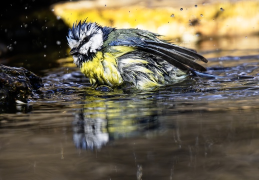 CINCIARELLA, Blue Tit, Mésange bleue; Parus caeruleus