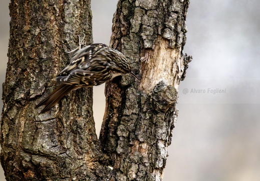 RAMPICHINO COMUNE, Short-toed Treecreeper, Grimpereau des jardins; Certhia brachydactyla