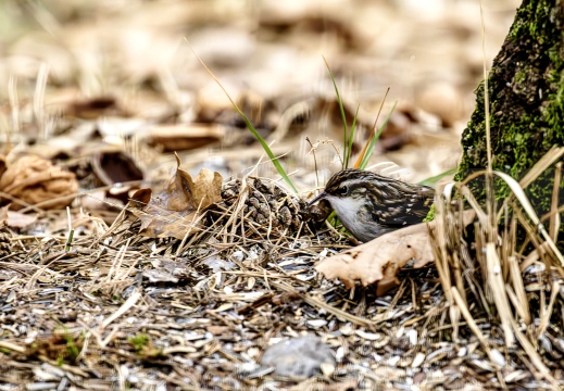 RAMPICHINO COMUNE, Short-toed Treecreeper, Grimpereau des jardins; Certhia brachydactyla