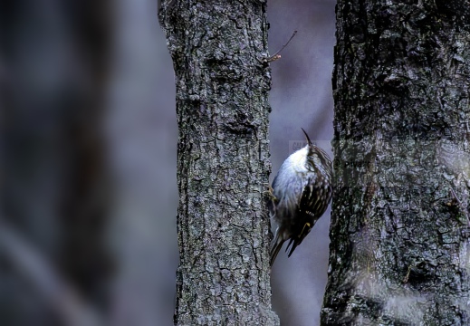 RAMPICHINO COMUNE, Short-toed Treecreeper, Grimpereau des jardins; Certhia brachydactyla