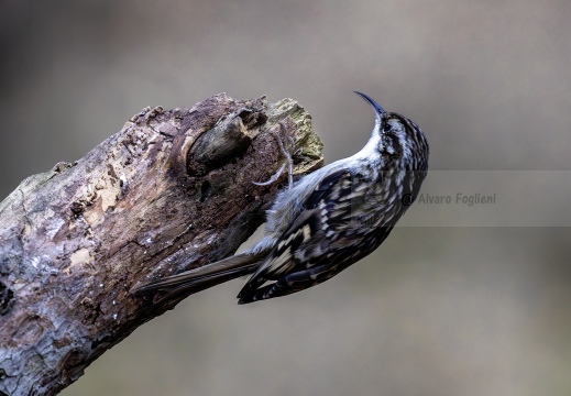 RAMPICHINO COMUNE, Short-toed Treecreeper, Grimpereau des jardins; Certhia brachydactyla