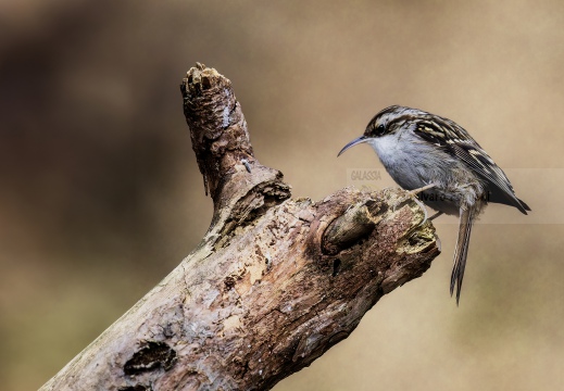 RAMPICHINO COMUNE, Short-toed Treecreeper, Grimpereau des jardins; Certhia brachydactyla