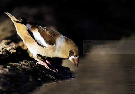 FROSONE, Hawfinch, Gros-bec casse-noyaux; Coccothraustes coccothraustes