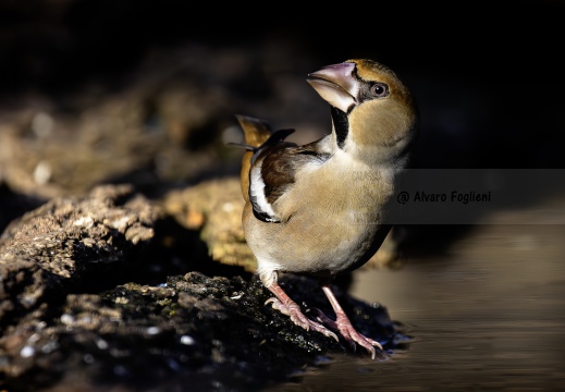 FROSONE, Hawfinch, Gros-bec casse-noyaux; Coccothraustes coccothraustes