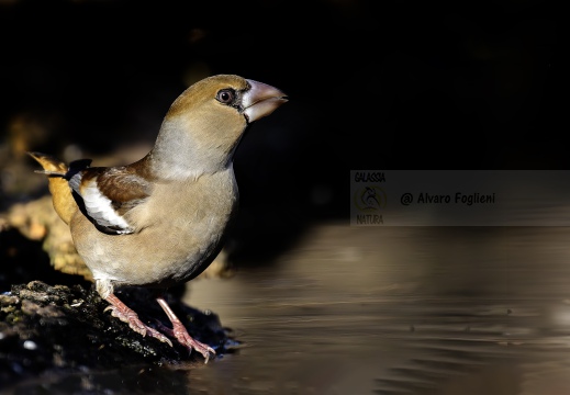 FROSONE, Hawfinch, Gros-bec casse-noyaux; Coccothraustes coccothraustes