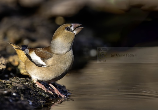 FROSONE, Hawfinch, Gros-bec casse-noyaux; Coccothraustes coccothraustes