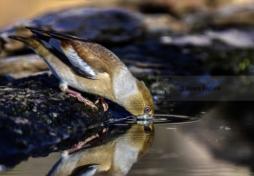 FROSONE, Hawfinch, Gros-bec casse-noyaux; Coccothraustes coccothraustes