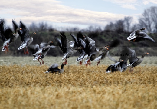 OCA SELVATICA; Greylag Goose; Oie cendrée; Anser anser 