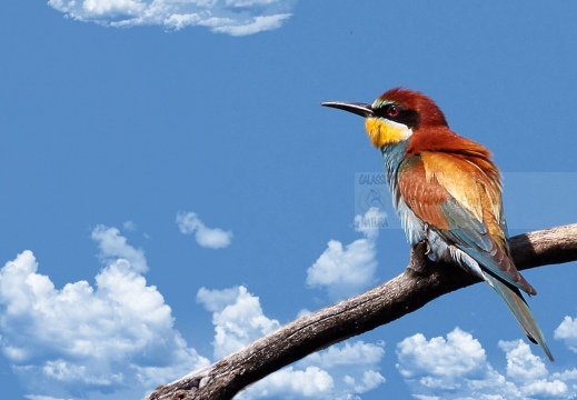 GRUCCIONE; Bee-eater; Guêpier d'Europe;  Merops apiaster 