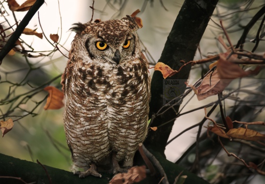 GUFO COMUNE - Long-eared Owl, Hibou moyen-duc;  Asio otus 
