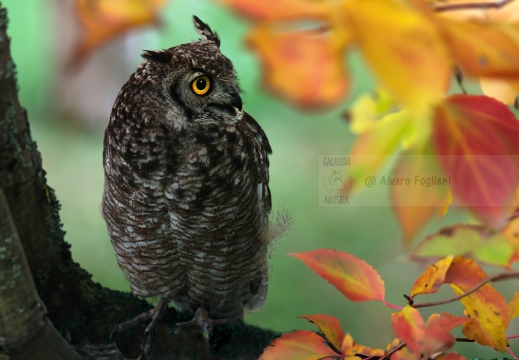 GUFO COMUNE - Long-eared Owl, Hibou moyen-duc;  Asio otus 