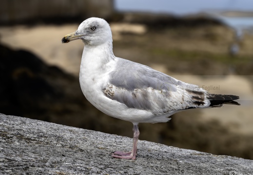 GABBIANO REALE NORDICO giovane, European herring gull; Goéland argenté; Larus argentatus