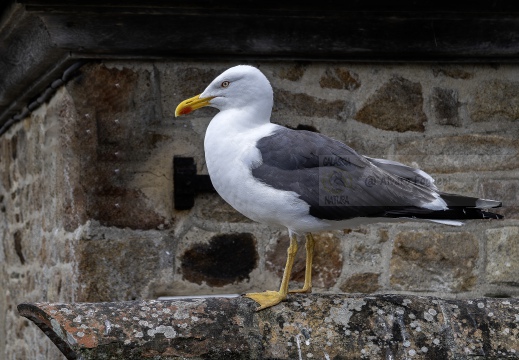 GABBIANO REALE NORDICO, European herring gull; Goéland argenté; Larus argentatus