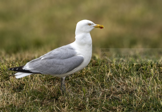 GABBIANO REALE NORDICO, European herring gull; Goéland argenté; Larus argentatus