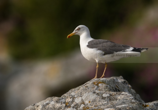 ZAFFERANO , Lesser Black-backed Gull (graellsii), Goéland brun; Larus fuscus (graellsii)