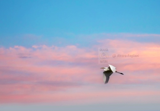 AIRONE BIANCO MAGGIORE; Great Egret; Grande Aigrette, Egretta alba