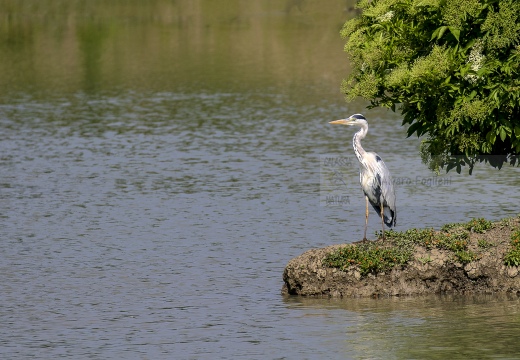 AIRONE CENERINO; Grey Heron; Héron cendré; Ardea cinerea  