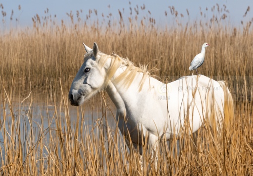 AIRONE GUARDABUOI; Cattle Egret; Héron garde-bœufs; Bubulcus ibis 