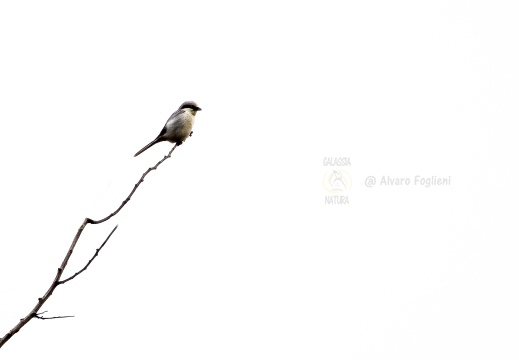 AVERLA MAGGIORE, Great Grey Shrike, Pie-grièche grise; Lanius excubitor 