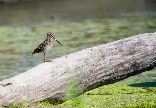 BECCACCINO, Snipe, Bécassine des marais; Gallinago gallinago