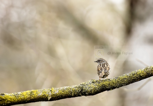 PASSERA SCOPAIOLA, Dunnock, Accenteur mouchet; Prunella modularis