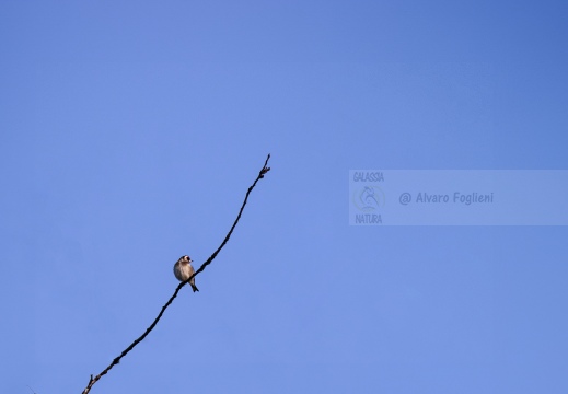 CARDELLINO, Goldfinch, Chardonneret élégant; Carduelis carduelis